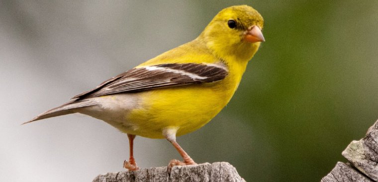 yellow bird on a rock